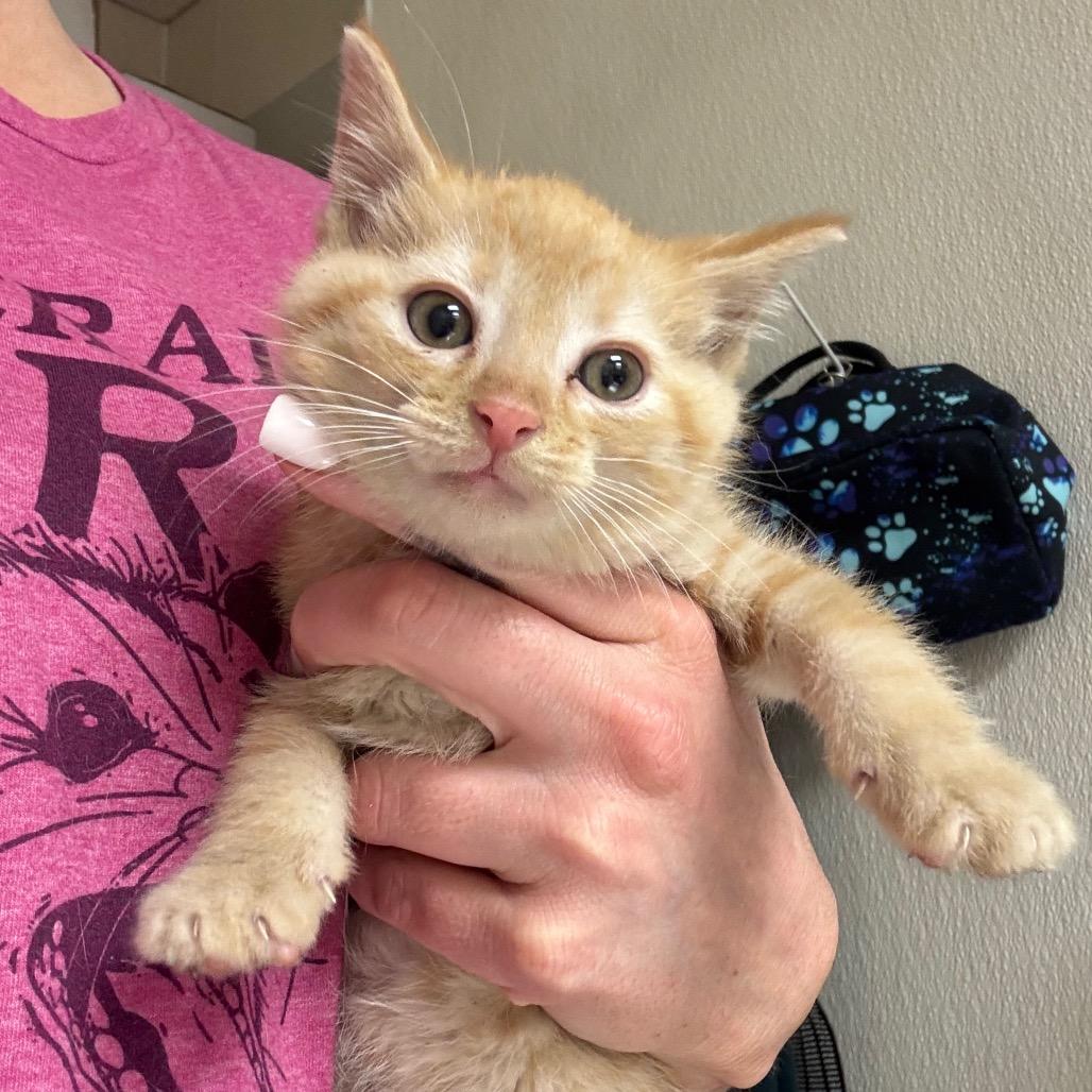 Woody, a Adoptable Domestic Short Hair in Pekin, IL image 1/2