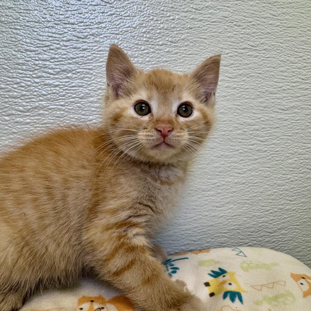 Woody, a Adoptable Domestic Short Hair in Pekin, IL image 2/2