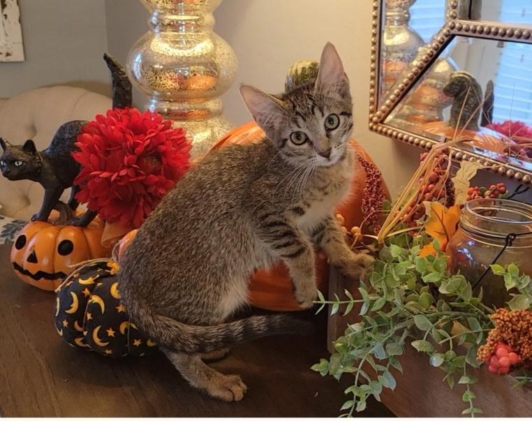 Enlarge Soria, a Adoptable Domestic Short Hair in Litchfield Park, AZ image 1/4