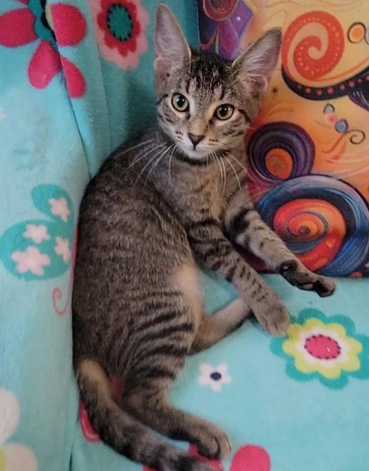 Enlarge Soria, a Adoptable Domestic Short Hair in Litchfield Park, AZ image 2/4