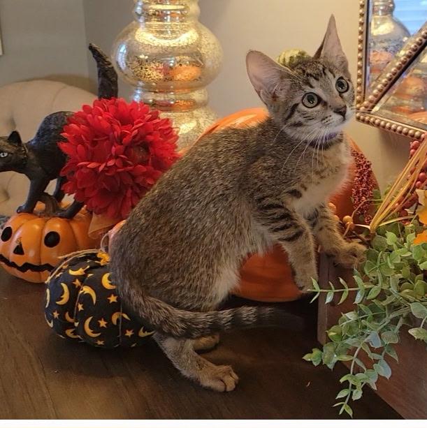 Enlarge Soria, a Adoptable Domestic Short Hair in Litchfield Park, AZ image 4/4