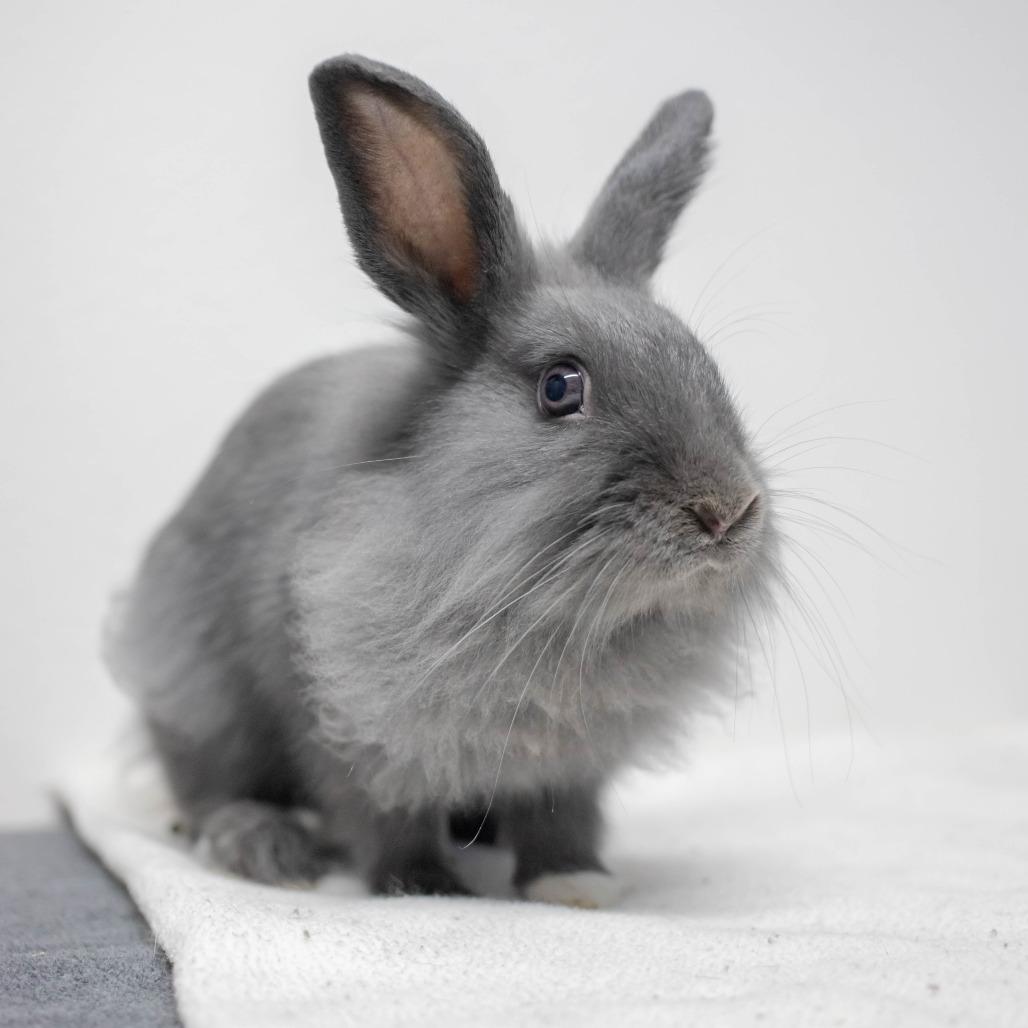 Sarah, Adoptable, Baby Female Dutch & Lionhead.