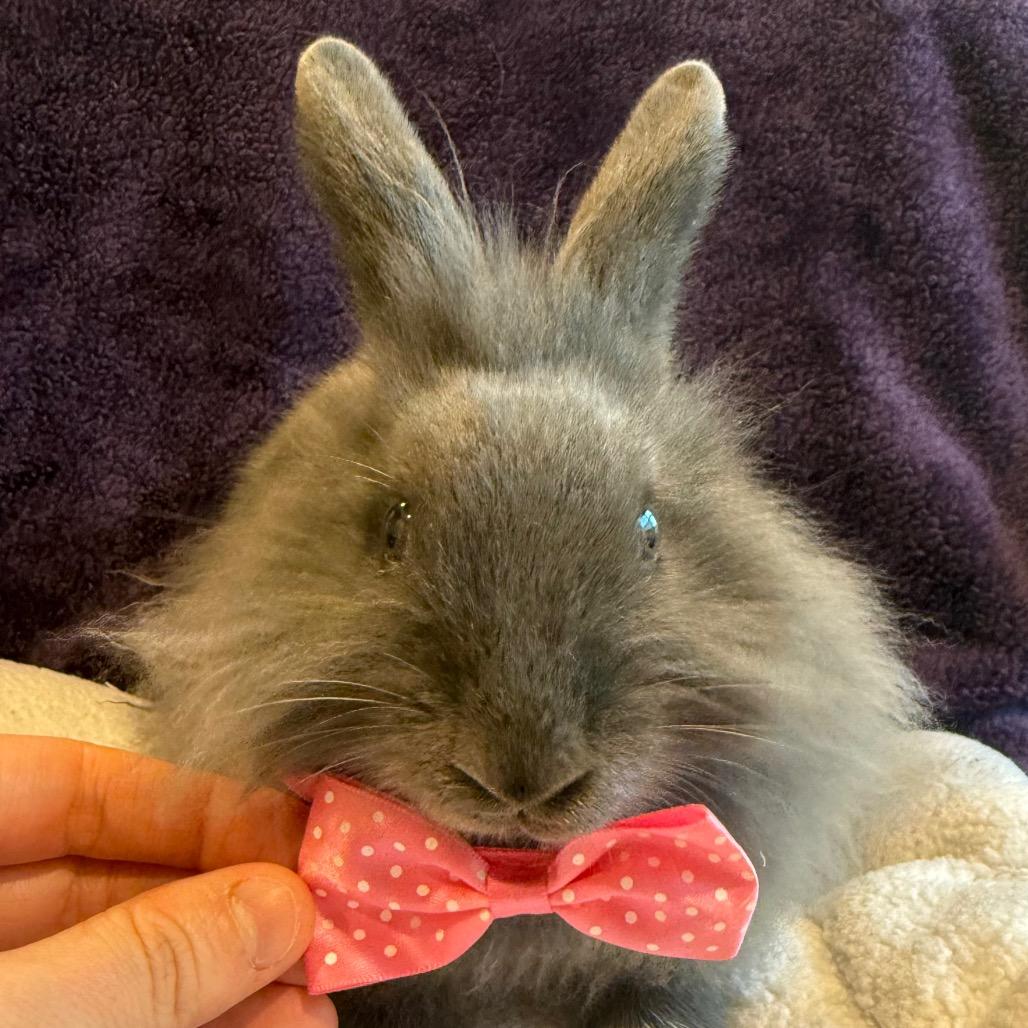 Enlarge Sarah, a Adoptable mixed breed in San Diego, CA image 2/6