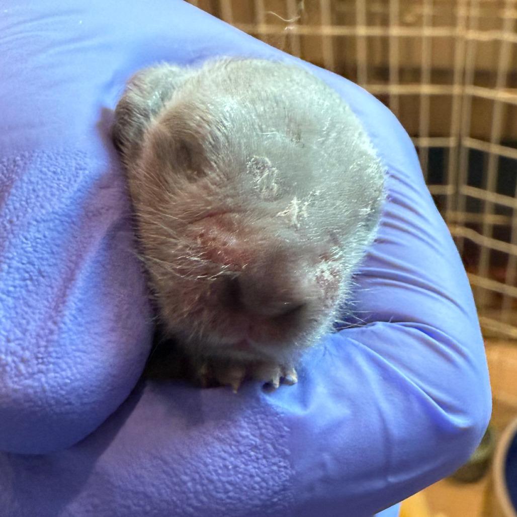 Enlarge Sarah, a Adoptable mixed breed in San Diego, CA image 3/6