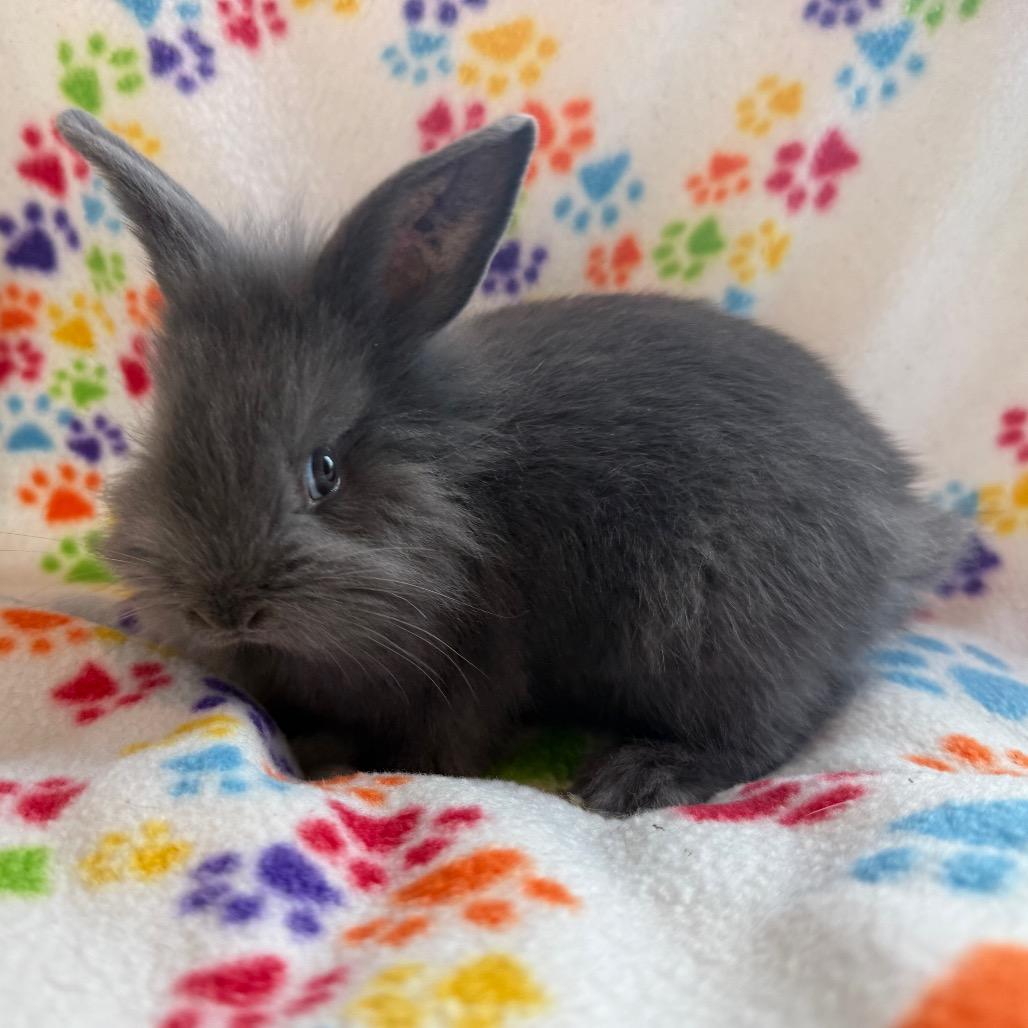 Enlarge Sarah, a Adoptable mixed breed in San Diego, CA image 4/6