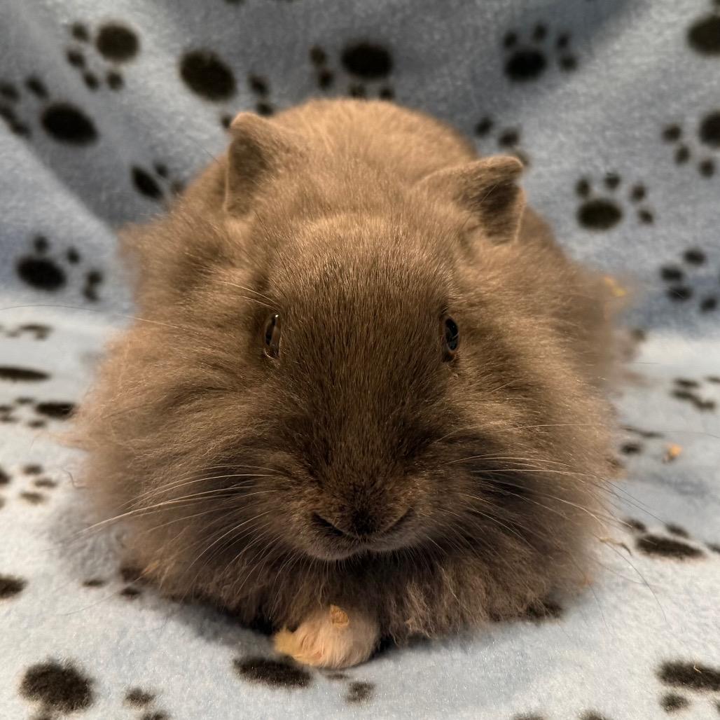 Enlarge Sarah, a Adoptable mixed breed in San Diego, CA image 5/6