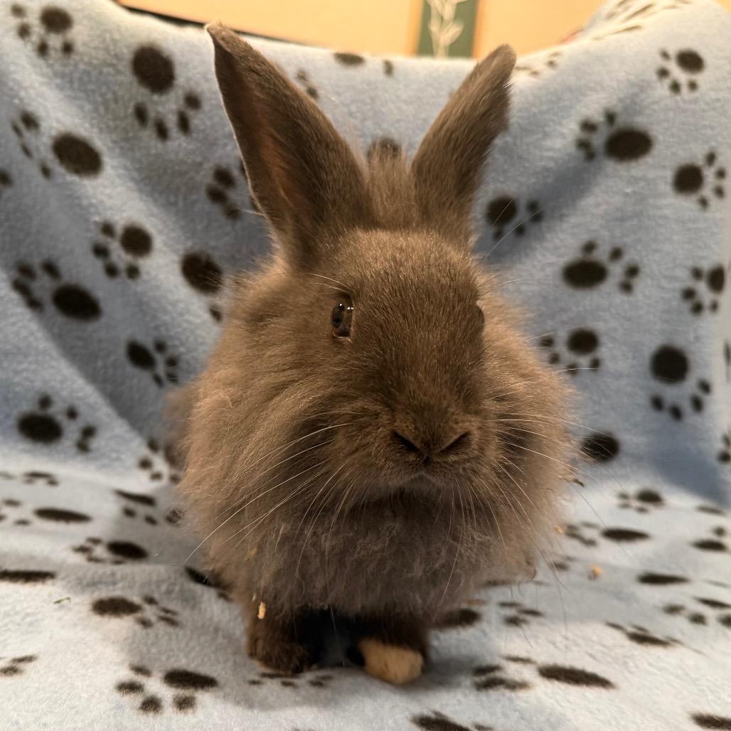 Enlarge Sarah, a Adoptable mixed breed in San Diego, CA image 6/6