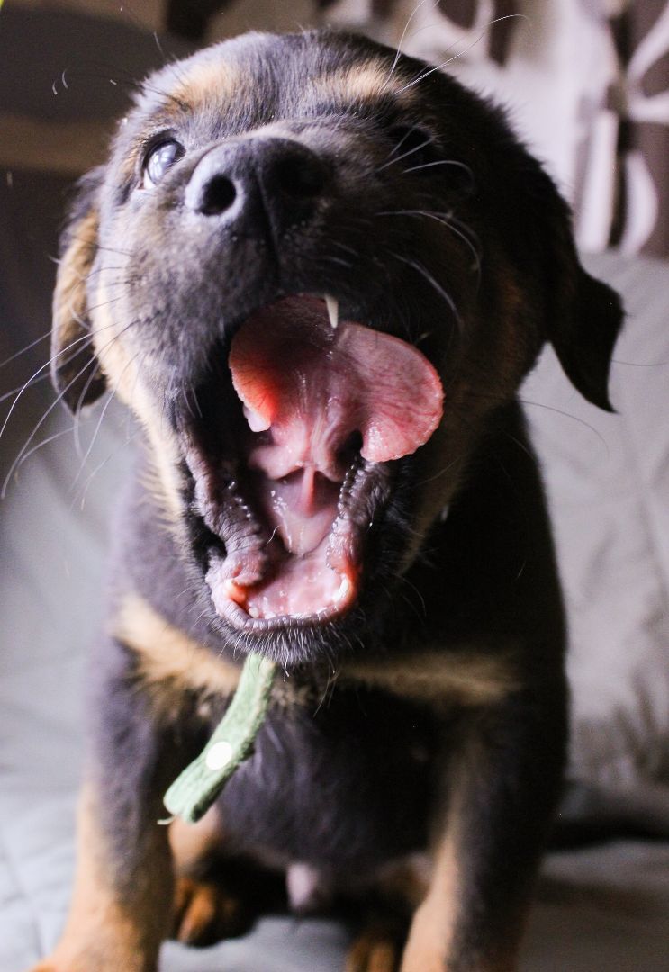 Enlarge Oliver, a Adopted mixed breed in Houston, TX image 1/3