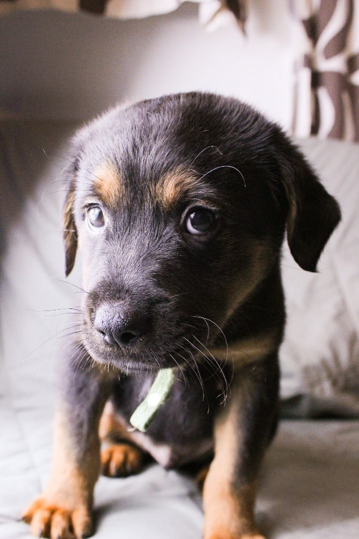 Enlarge Oliver, a Adopted mixed breed in Houston, TX image 2/3