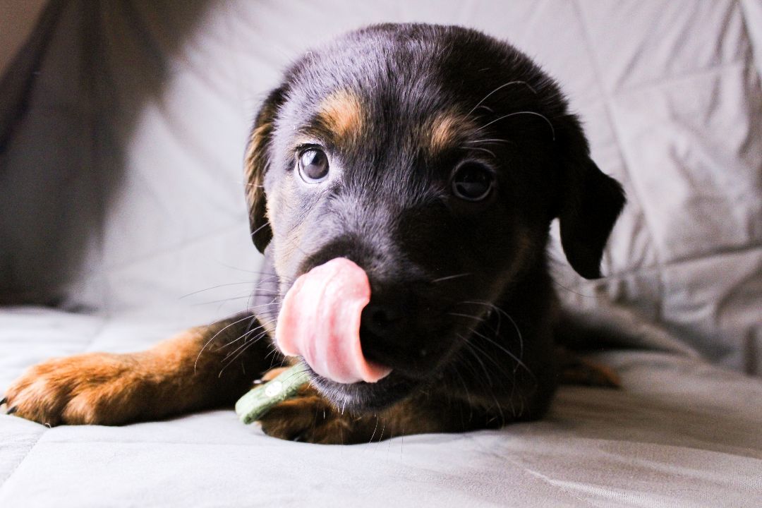 Enlarge Oliver, a Adopted mixed breed in Houston, TX image 3/3