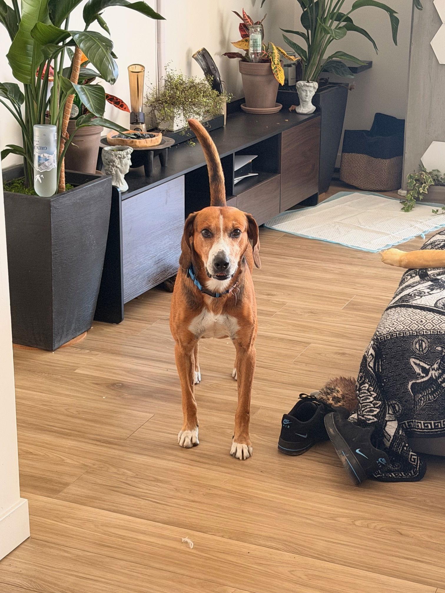 Sweetie Pie #1, Adoptable, Young Male Hound.