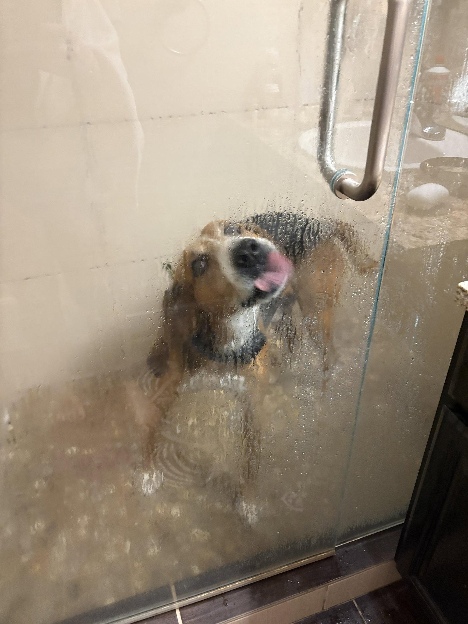 Sweetie Pie #1, Adoptable, Young Male Hound.