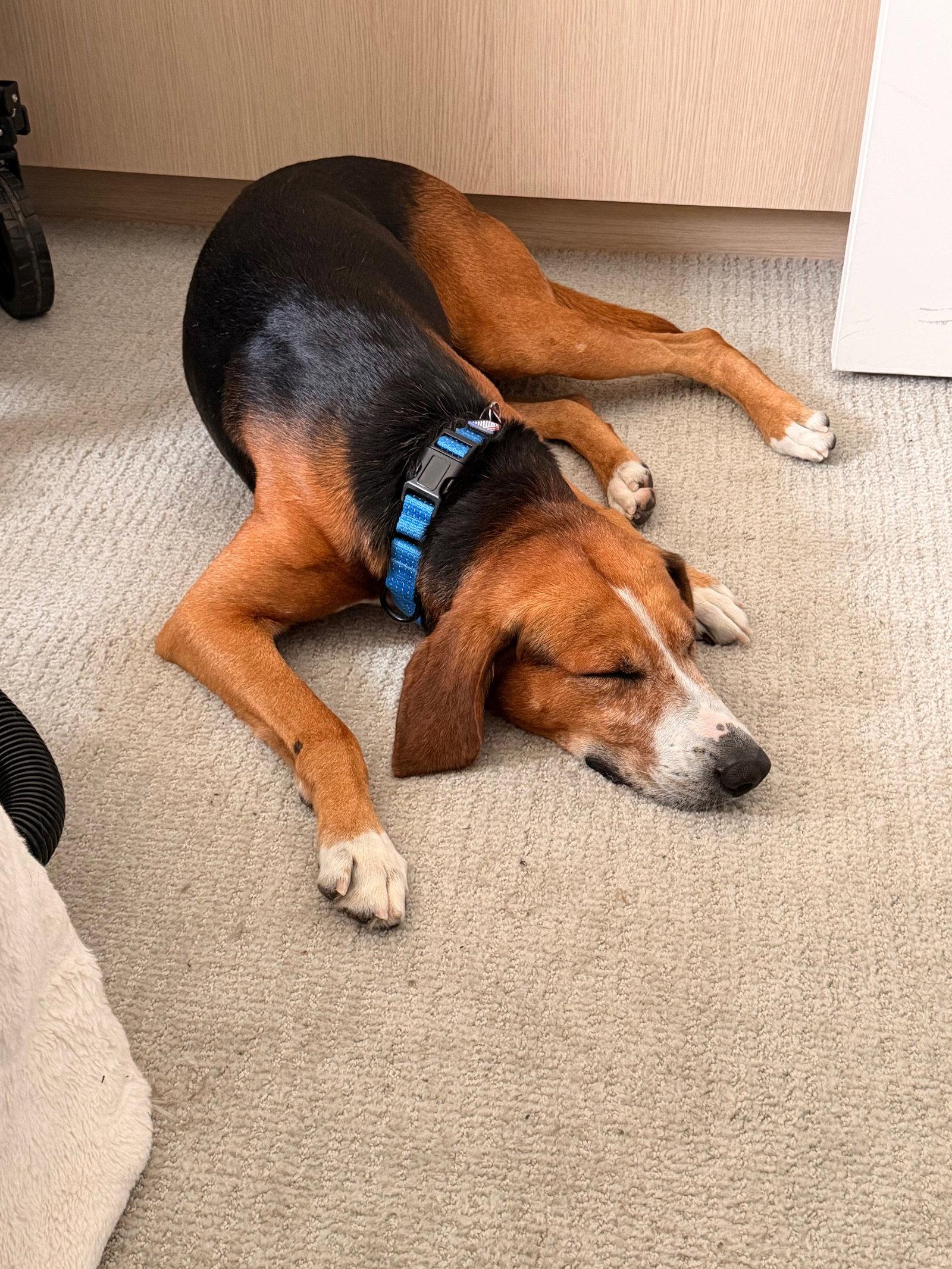 Enlarge Sweetie Pie #1, a Adoptable Hound in Aurora, CO image 2/3