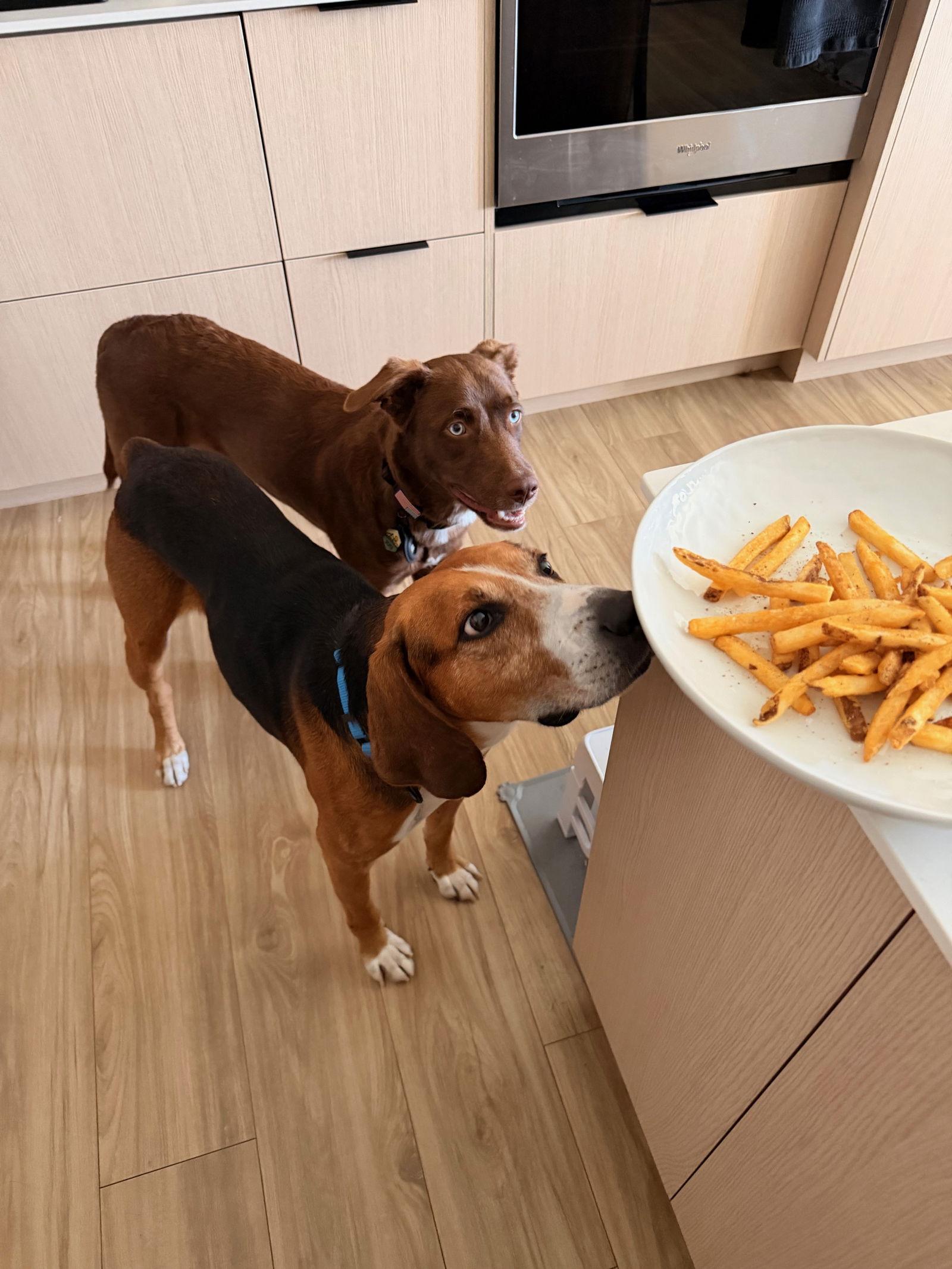 Enlarge Sweetie Pie #1, a Adoptable Hound in Aurora, CO image 2/3