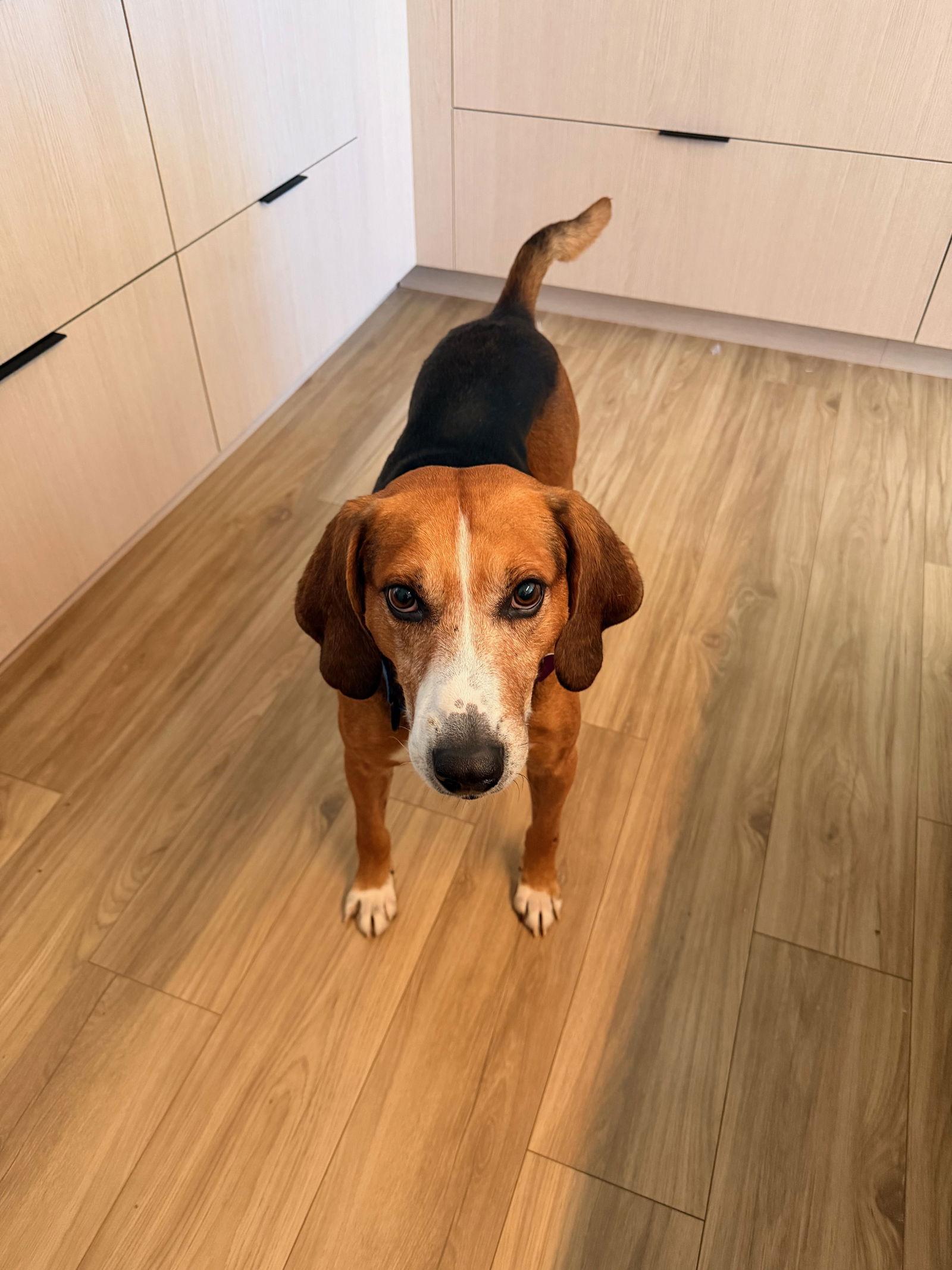 Enlarge Sweetie Pie #1, a Adoptable Hound in Aurora, CO image 3/3