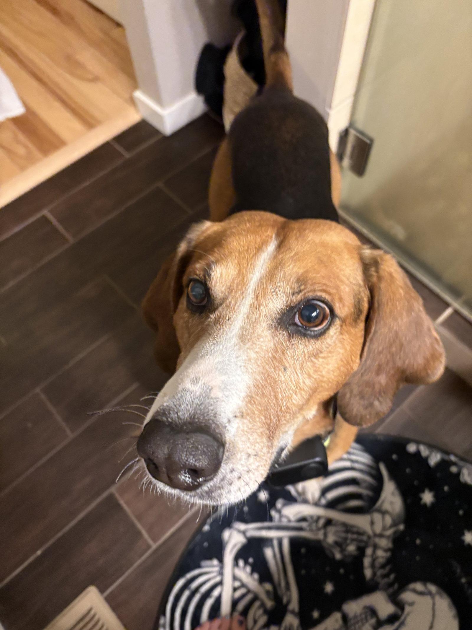 Enlarge Sweetie Pie #1, a Adoptable Hound in Aurora, CO image 3/3