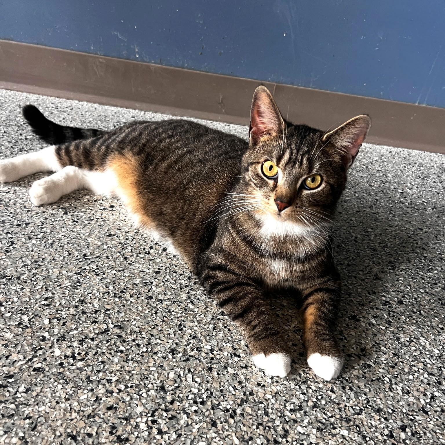 Enlarge Arnold, a ADOPTABLE Domestic Short Hair in Wilmington, OH image 2/3