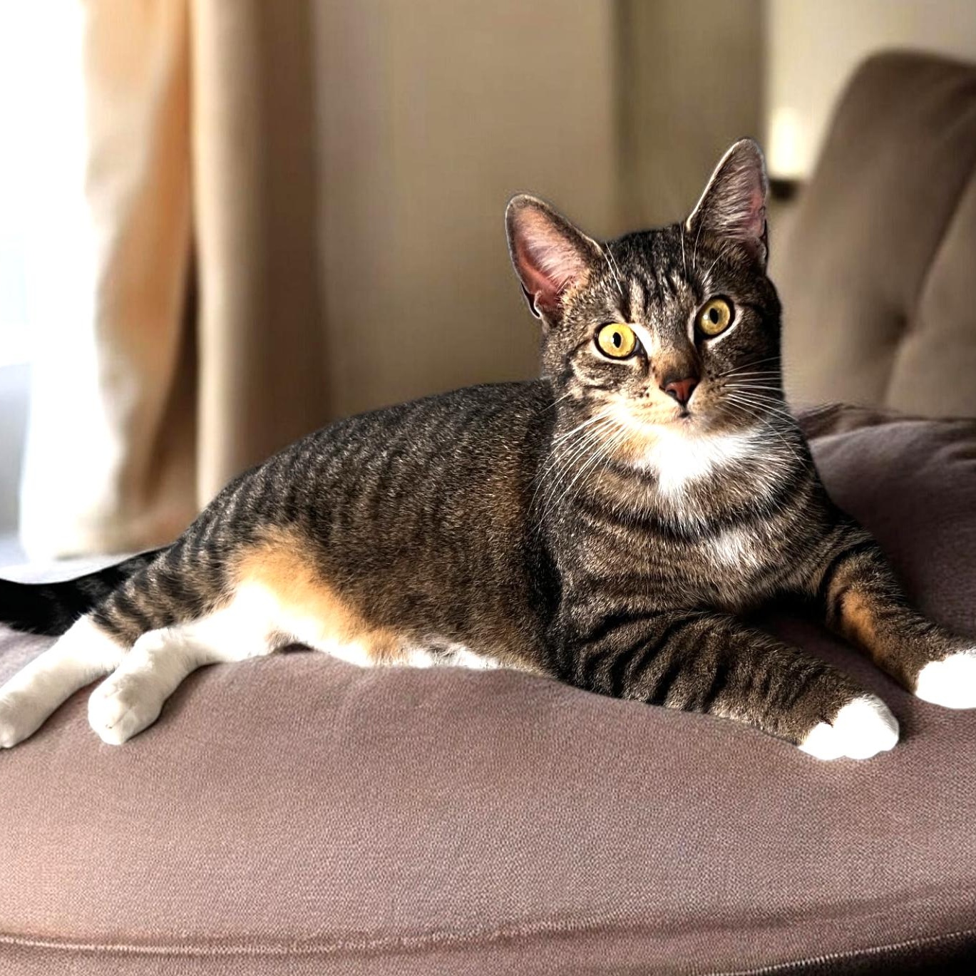 Enlarge Arnold, a ADOPTABLE Domestic Short Hair in Wilmington, OH image 1/3