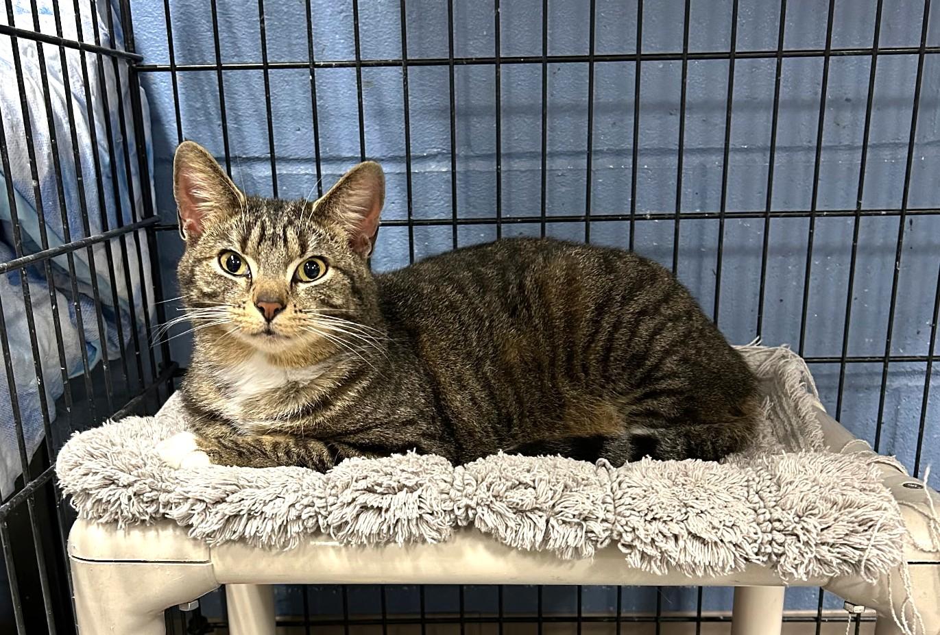 Enlarge Arnold, a ADOPTABLE Domestic Short Hair in Wilmington, OH image 3/3