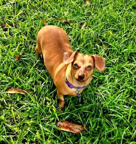 Enlarge Brookie, a ADOPTABLE Dachshund in Hollywood, FL image 1/4