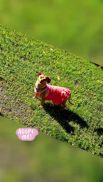 Enlarge Brookie, a ADOPTABLE Dachshund in Hollywood, FL video 3/4