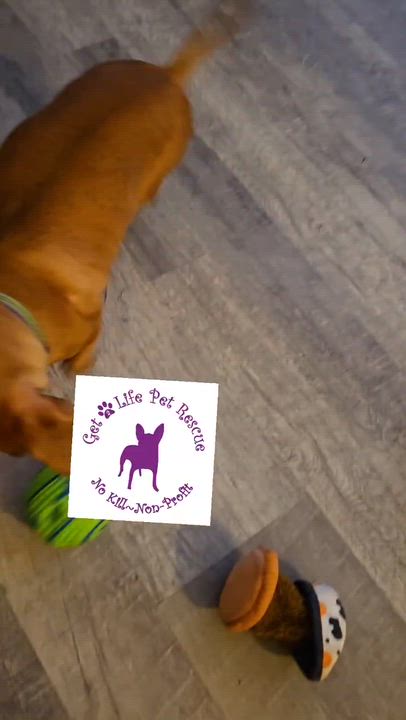 Enlarge Brookie, a ADOPTABLE Dachshund in Hollywood, FL video 4/4
