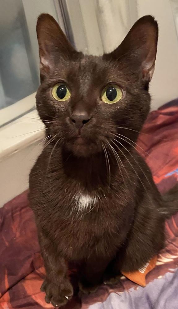 Lady Gaga, Adoptable, Young Female Domestic Short Hair & Havana.