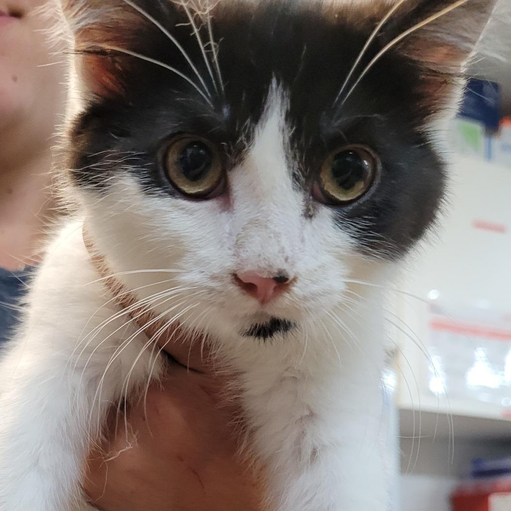 Mapple (IN TRIAL ADOPTION)