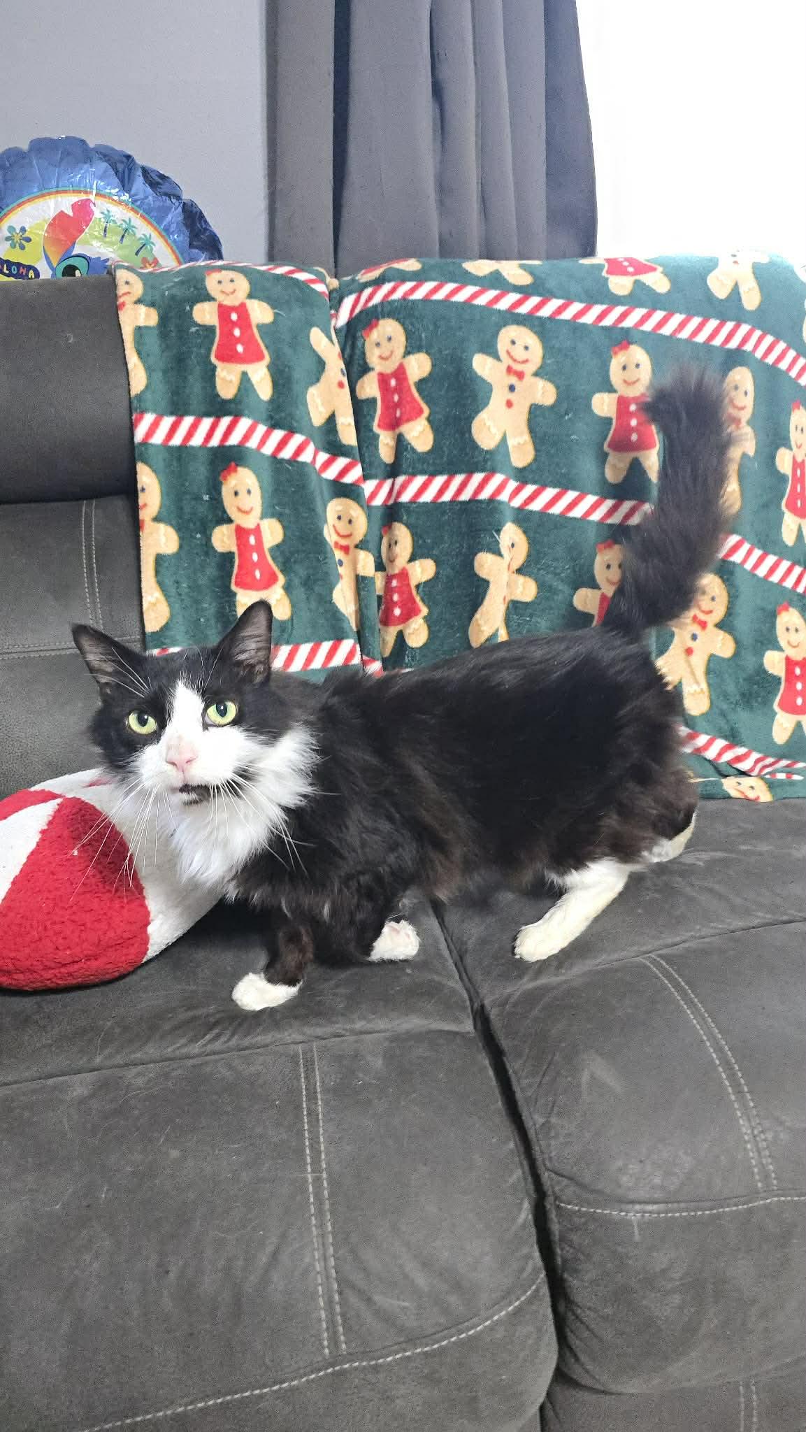 Crookshanks thumbnail 2