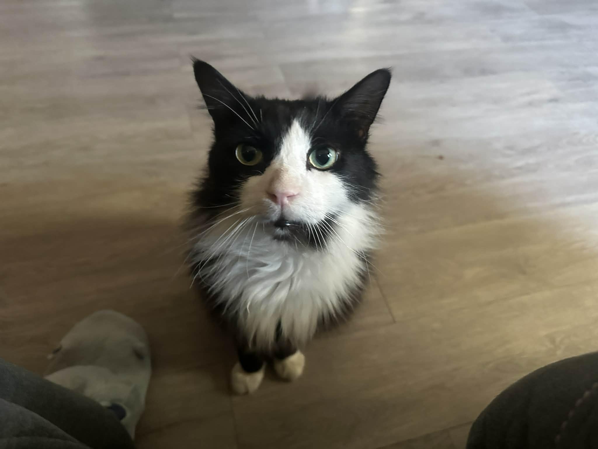 Crookshanks thumbnail 3