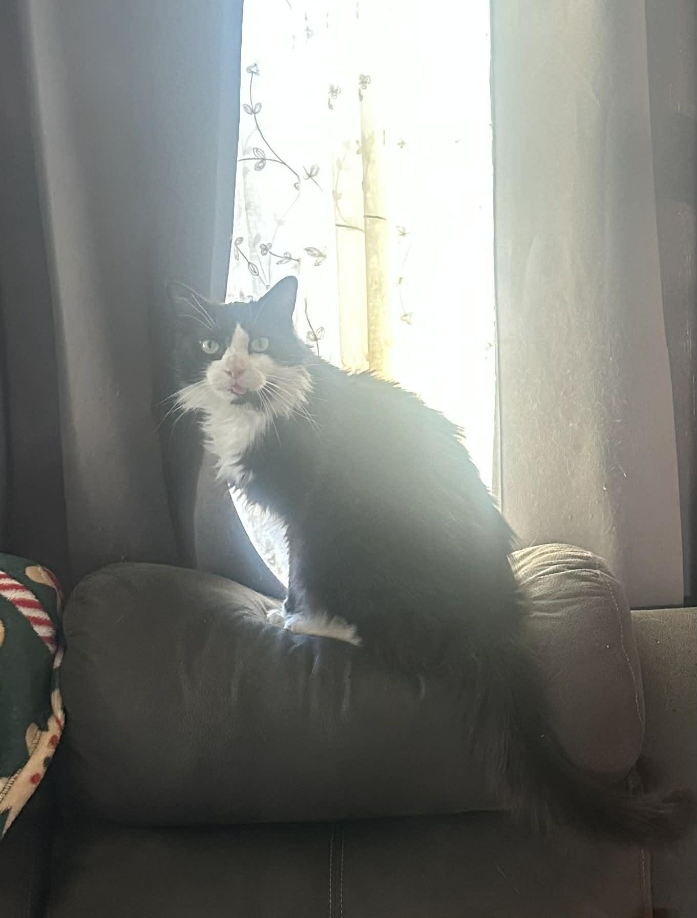 Crookshanks thumbnail 4