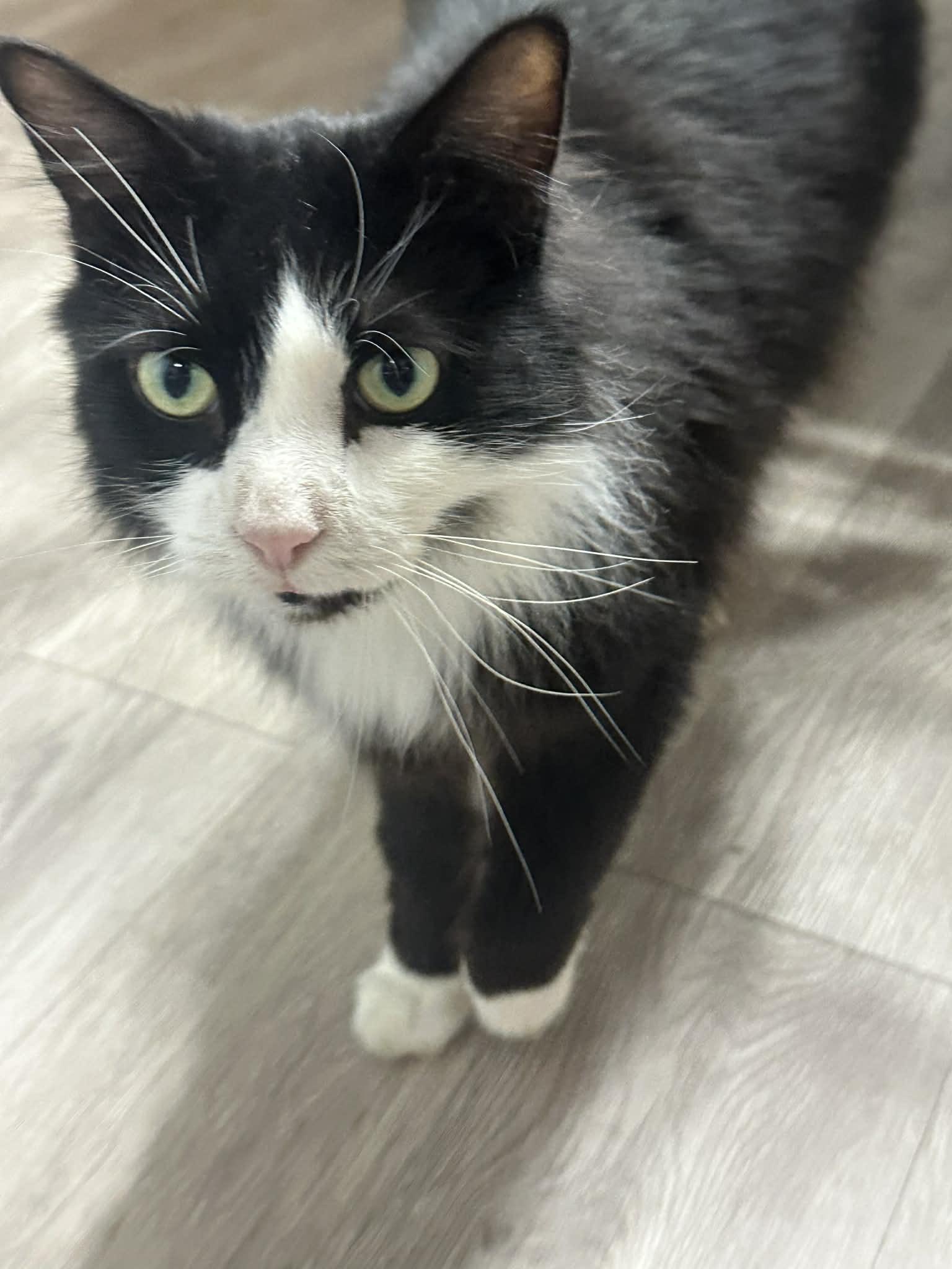 Crookshanks thumbnail 5