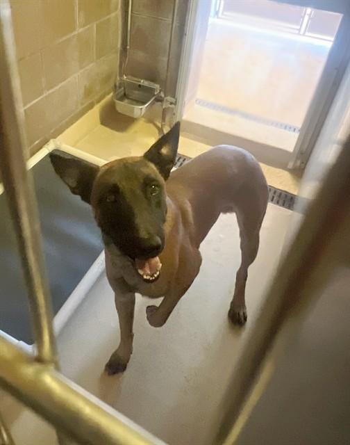 Enlarge ATLAS, a Adoptable mixed breed in Blythe, CA image 1/1