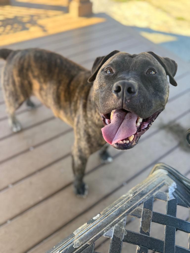 Enlarge Ribeye, a Adoptable mixed breed in Burnsville, NC image 1/6