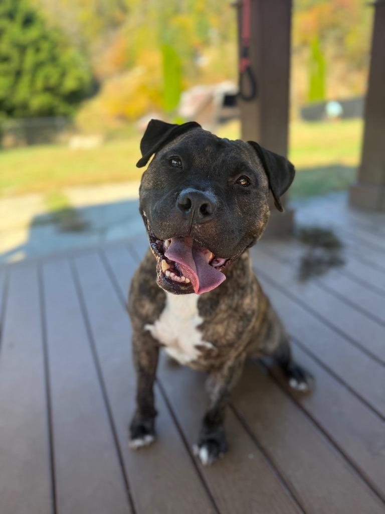 Enlarge Ribeye, a Adoptable mixed breed in Burnsville, NC image 2/6