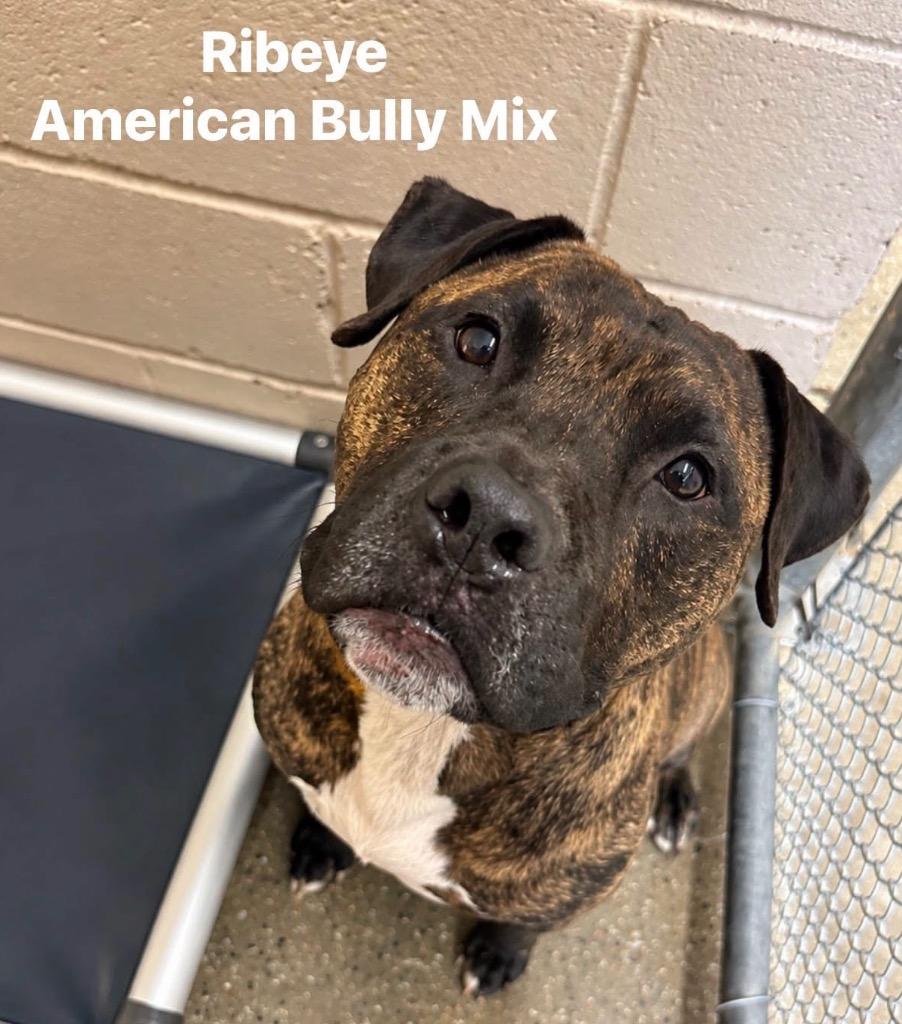 Enlarge Ribeye, a Adoptable mixed breed in Burnsville, NC image 4/6