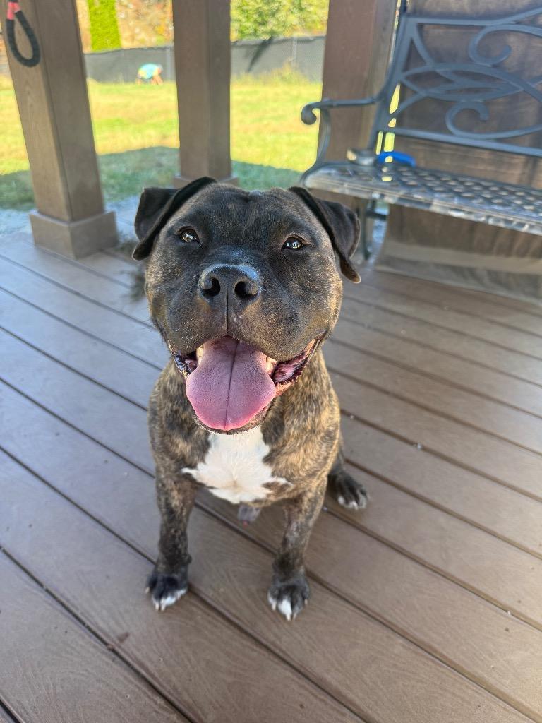 Enlarge Ribeye, a Adoptable mixed breed in Burnsville, NC image 6/6