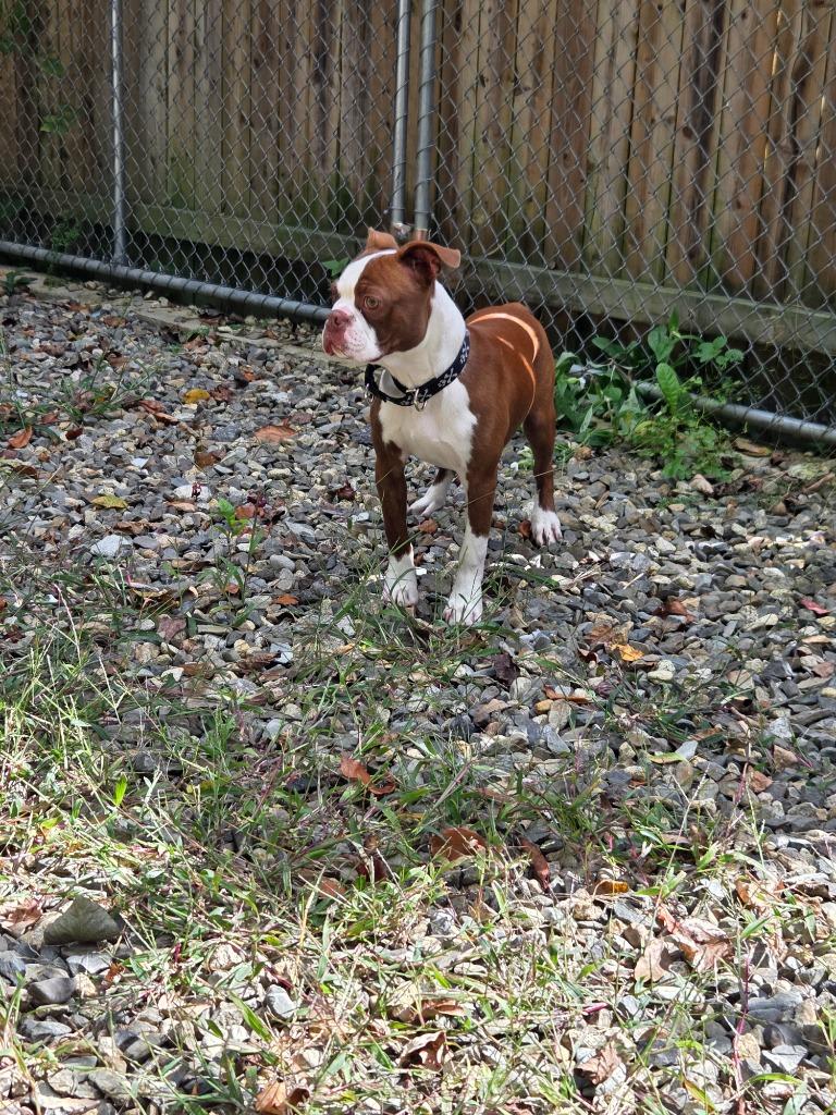 Bishop, Adoptable, Puppy Male Boston Terrier.
