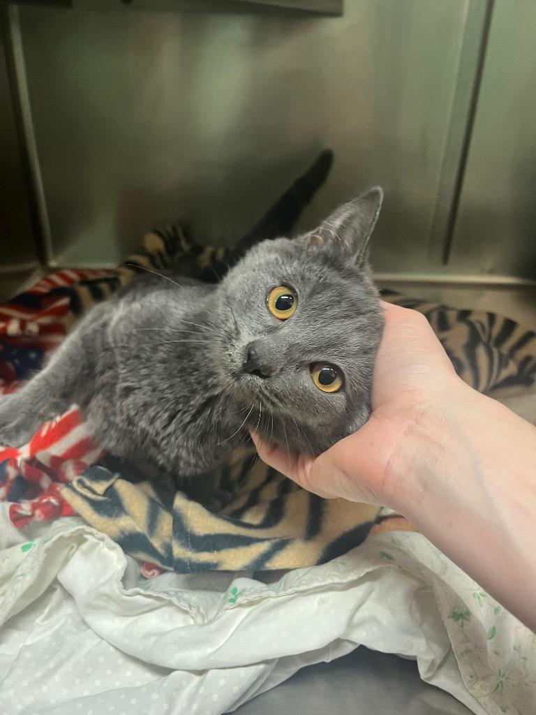 Caterpillar, Adoptable, Kitten Female Domestic Short Hair.