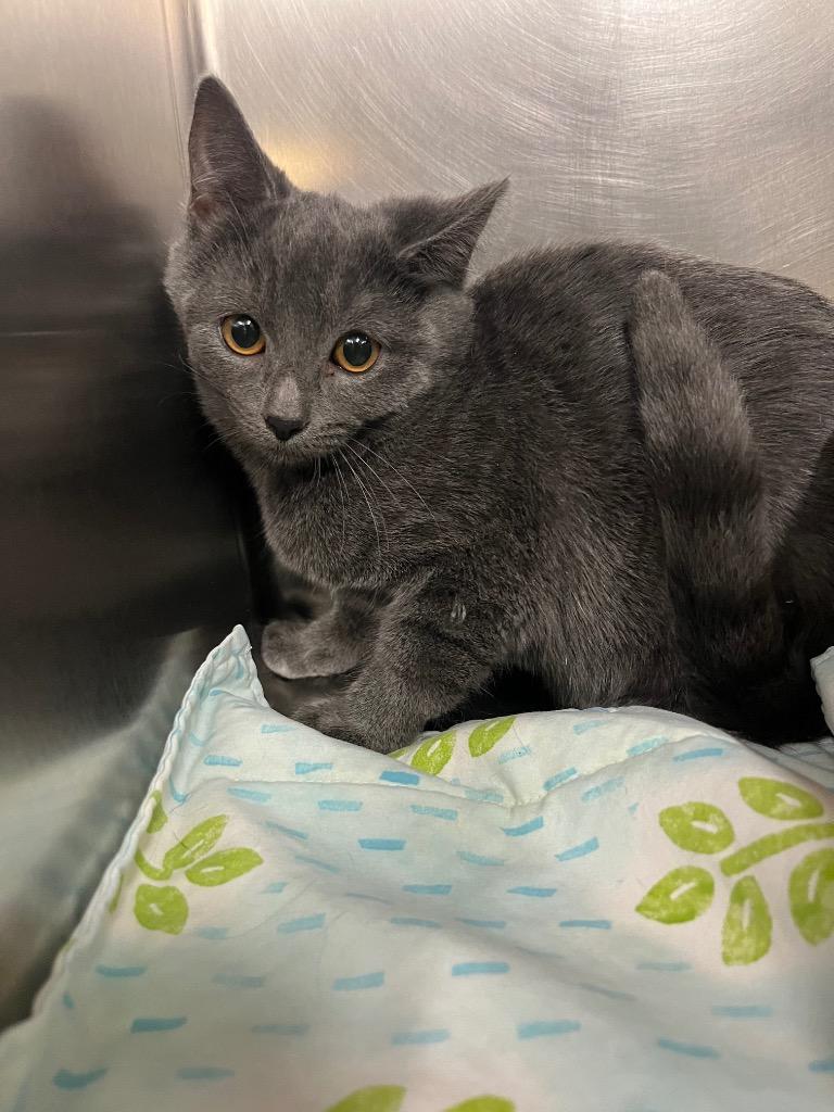 Enlarge Caterpillar, a Adoptable mixed breed in Mineral, VA image 2/2