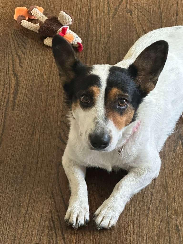 Maggie, Adoptable, Adult Female Corgi.
