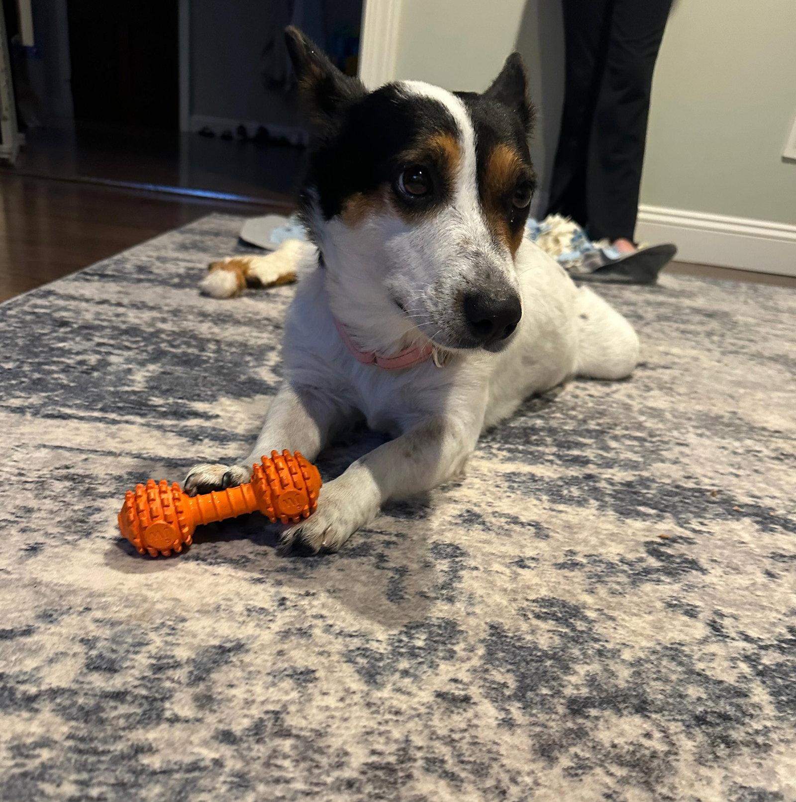 Enlarge Maggie, a Adoptable Corgi in Cliffwood, NJ image 2/2