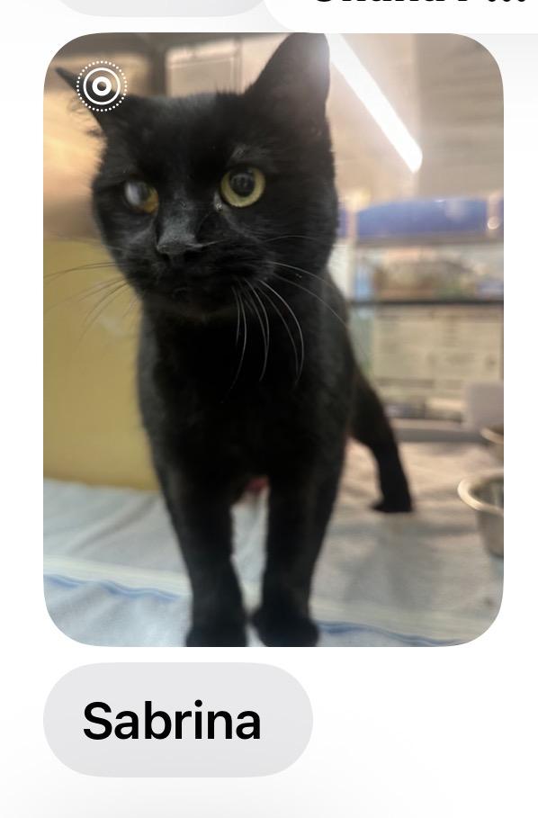 Sabrina , ADOPTABLE, Adult Female Domestic Short Hair.