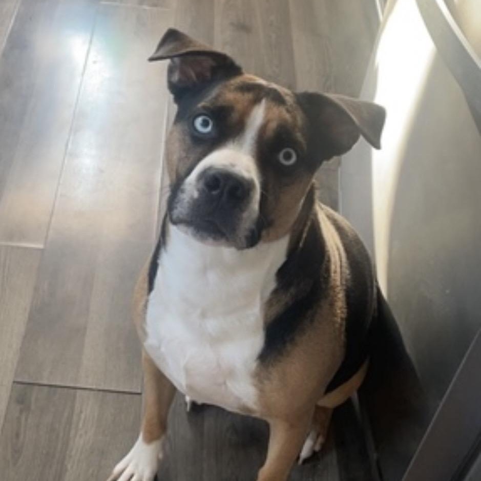 Enlarge Obi Courtesy Listing, a ADOPTABLE Mixed Breed in Midland, MI image 1/5