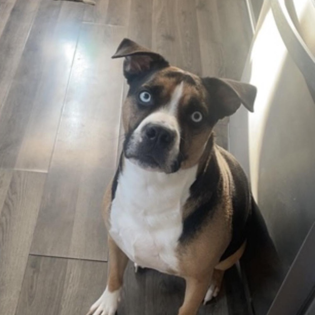 Enlarge Obi Courtesy Listing, a ADOPTABLE Mixed Breed in Midland, MI image 3/5