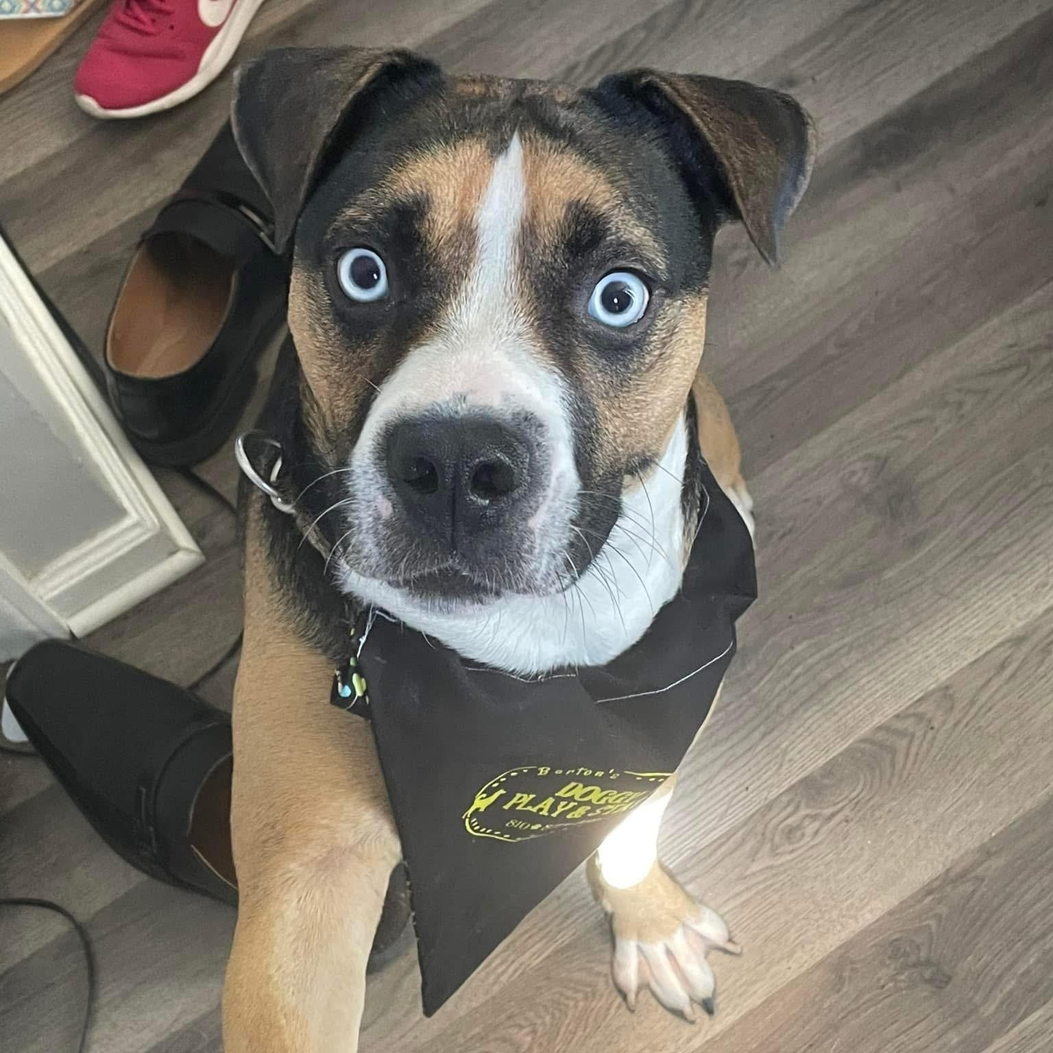 Obi Courtesy Listing, ADOPTABLE, Adult Male Mixed Breed.