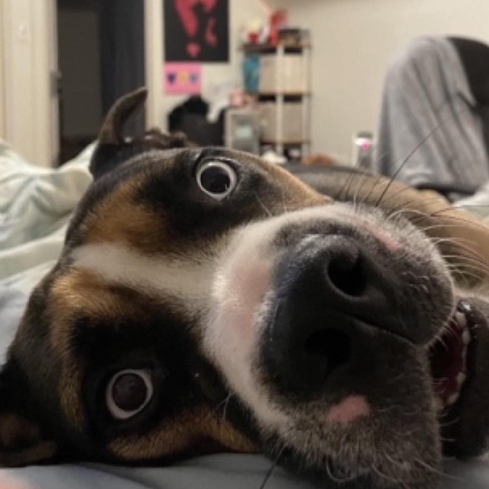 Enlarge Obi Courtesy Listing, a ADOPTABLE Mixed Breed in Midland, MI image 4/5