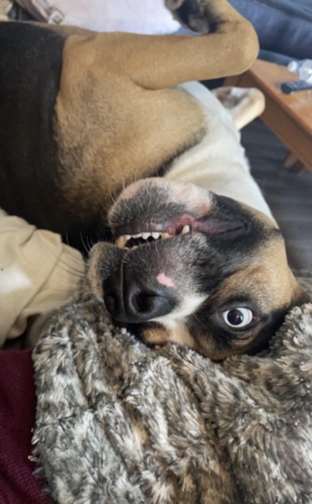 Enlarge Obi Courtesy Listing, a ADOPTABLE Mixed Breed in Midland, MI image 5/5