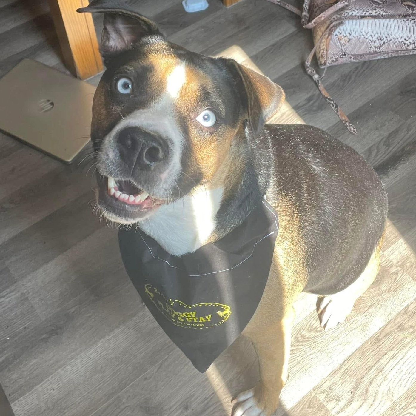 Enlarge Obi Courtesy Listing, a ADOPTABLE Mixed Breed in Midland, MI image 3/5