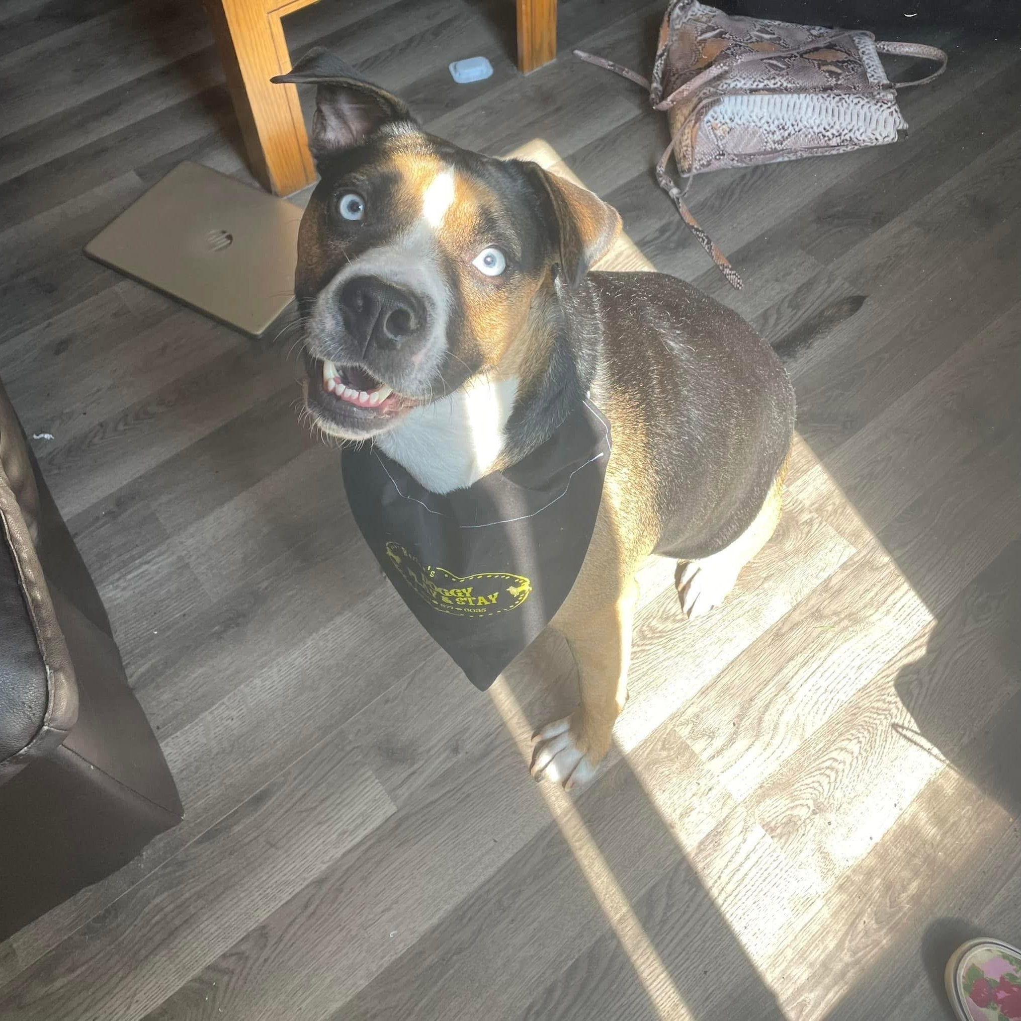 Enlarge Obi Courtesy Listing, a ADOPTABLE Mixed Breed in Midland, MI image 2/5